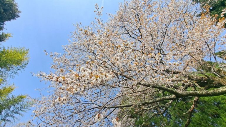 慧印道場の聖境